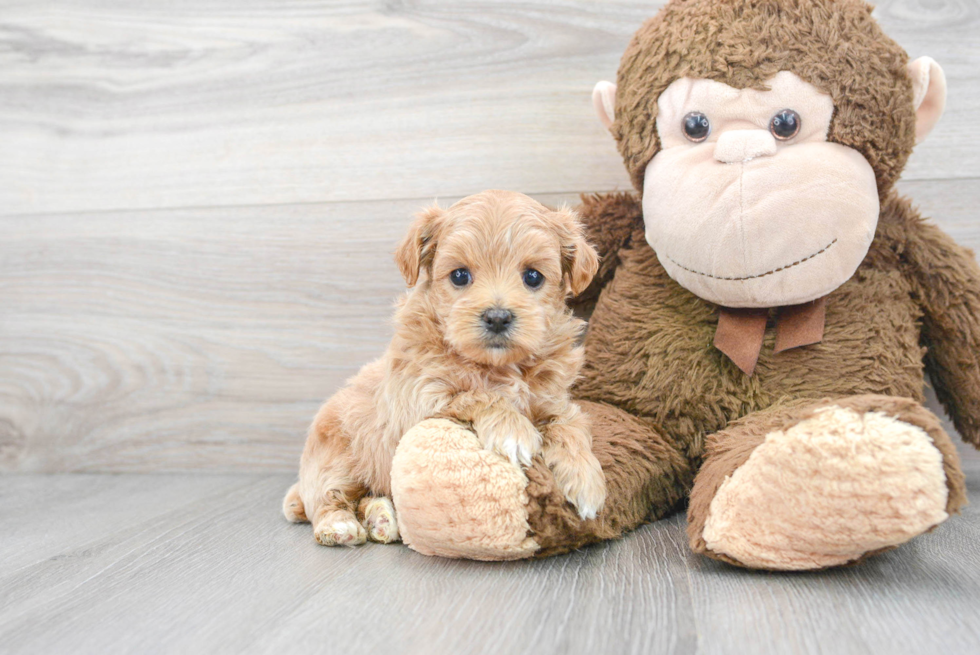 Friendly Maltipoo Baby