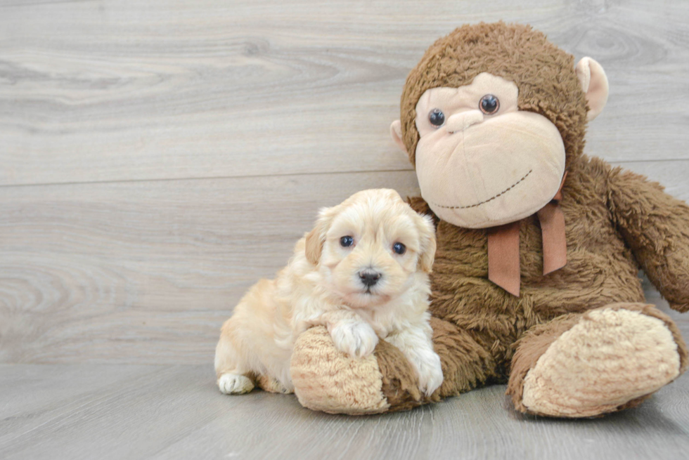 Small Maltipoo Baby