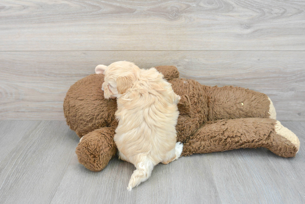 Maltipoo Puppy for Adoption