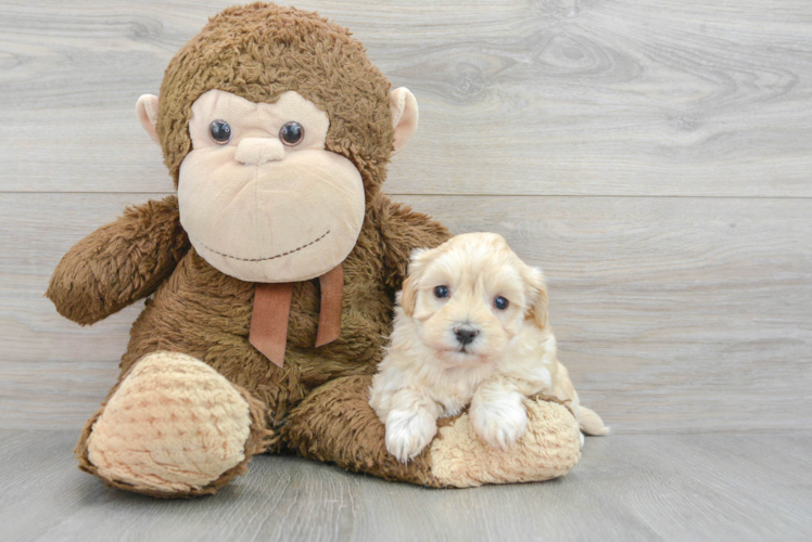 Adorable Maltese Poodle Poodle Mix Puppy