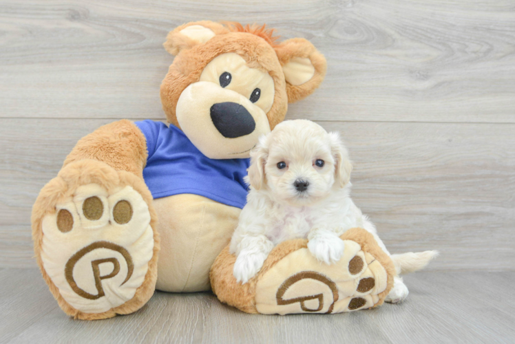 Maltipoo Pup Being Cute