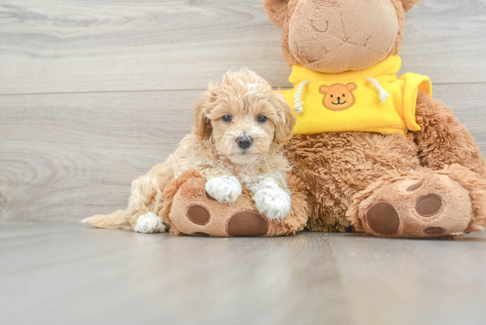 Maltipoo Puppy for Adoption