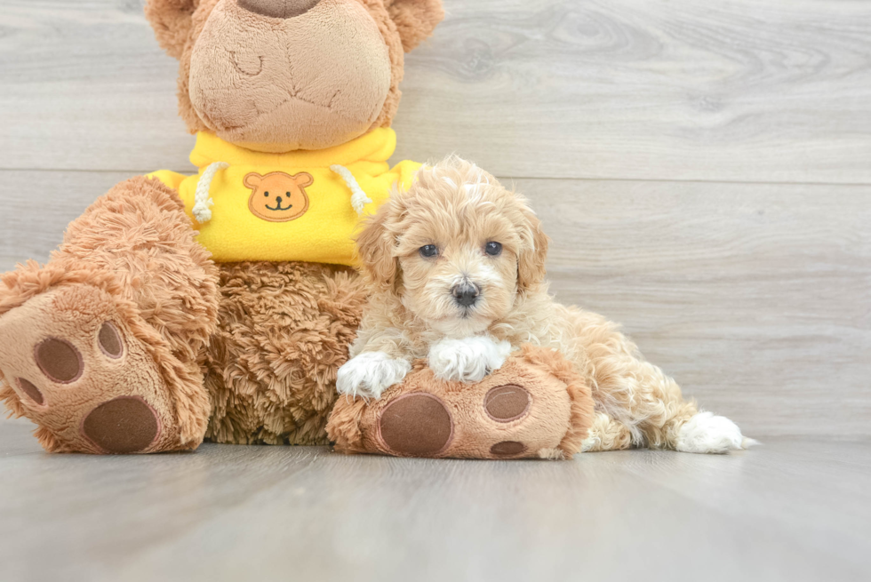 Best Maltipoo Baby