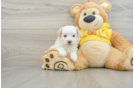 Best Maltipoo Baby