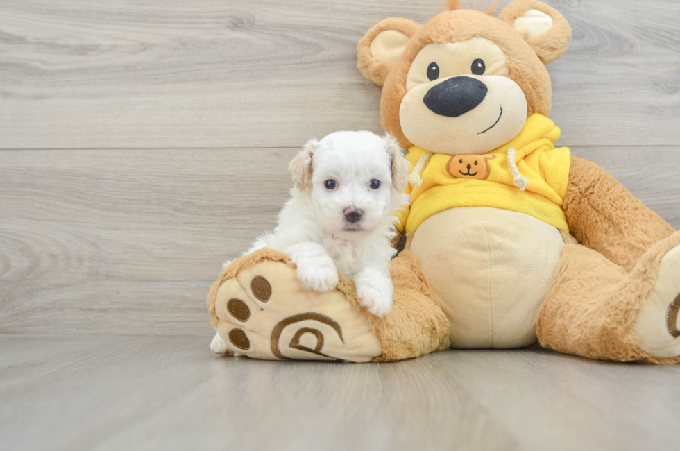 6 week old Maltipoo Puppy For Sale - Premier Pups