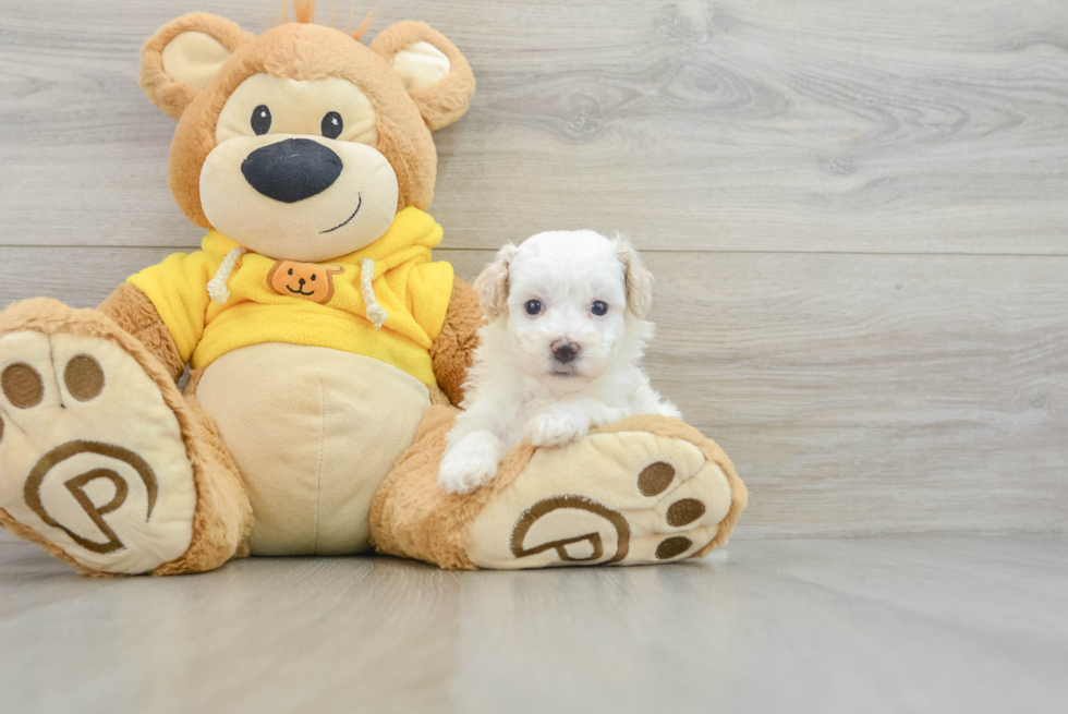 Maltipoo Pup Being Cute