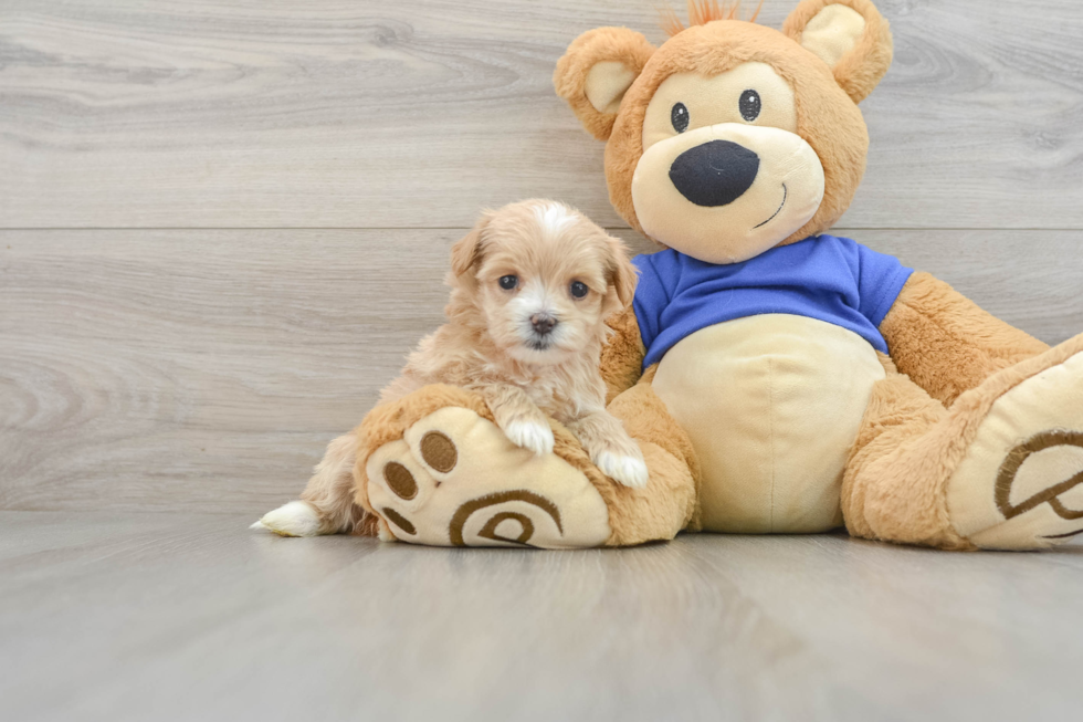 Small Maltipoo Baby