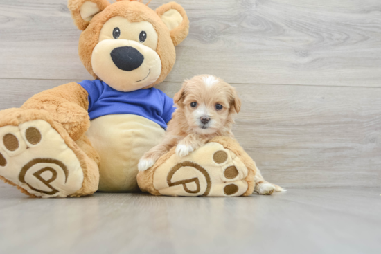 Maltipoo Puppy for Adoption