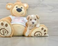 8 week old Maltipoo Puppy For Sale - Premier Pups