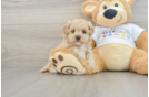 Maltipoo Puppy for Adoption