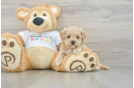 Best Maltipoo Baby