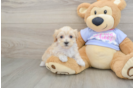 Best Maltipoo Baby
