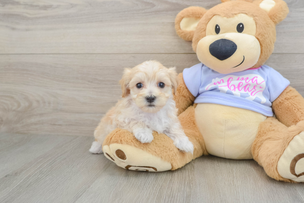 Best Maltipoo Baby