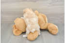 Cute Maltipoo Baby