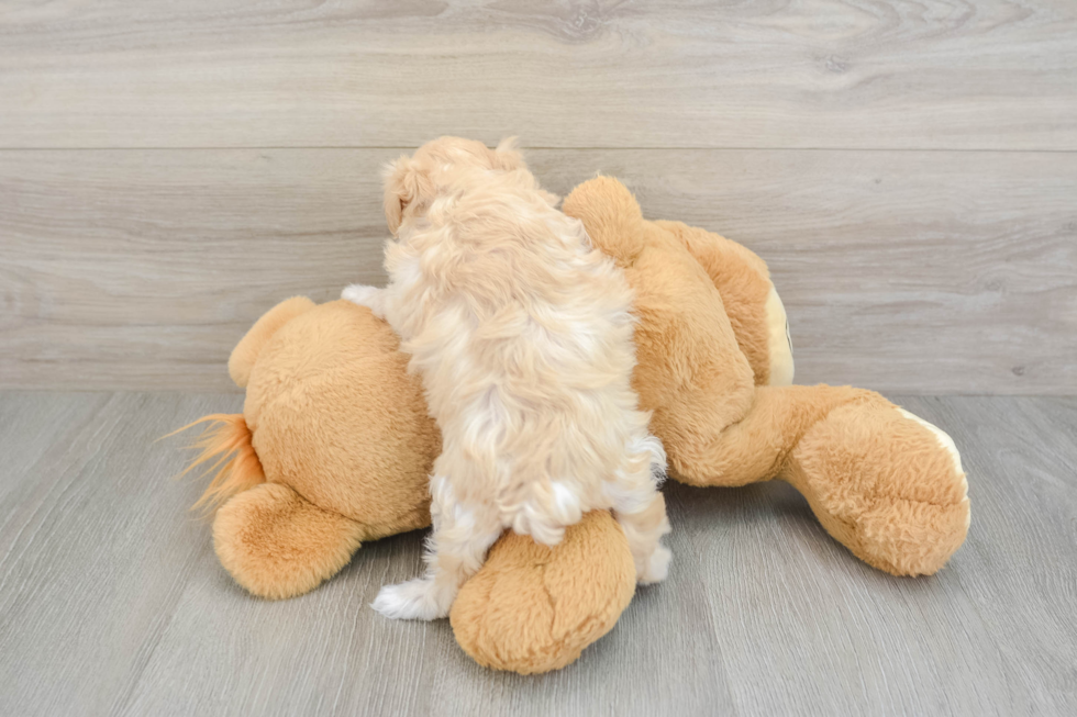 Cute Maltipoo Baby