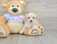 8 week old Maltipoo Puppy For Sale - Premier Pups
