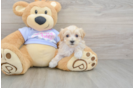 Maltipoo Puppy for Adoption