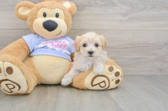 Maltipoo Puppy for Adoption