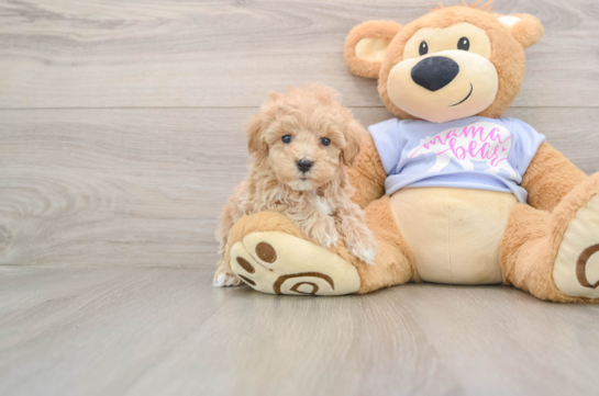 Fluffy Maltipoo Poodle Mix Pup