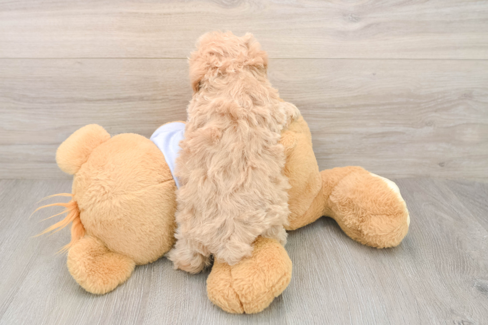 Energetic Maltidoodle Poodle Mix Puppy