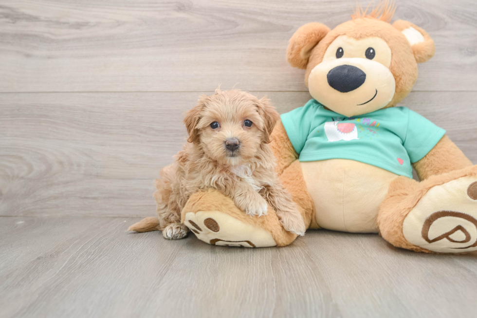 Fluffy Maltipoo Poodle Mix Pup