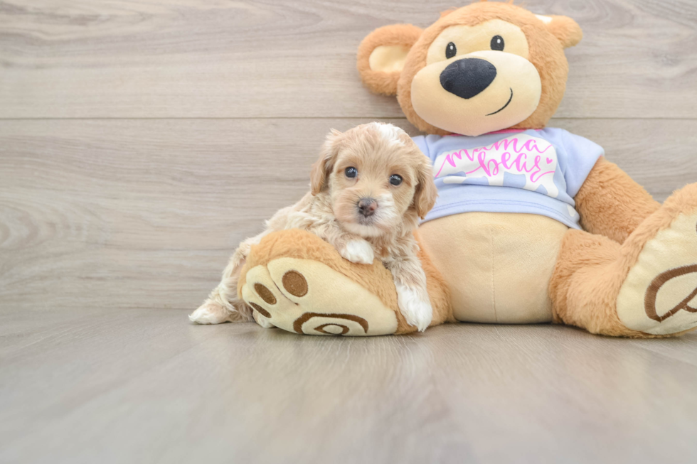 Best Maltipoo Baby