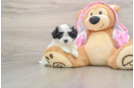 Sweet Maltipoo Baby