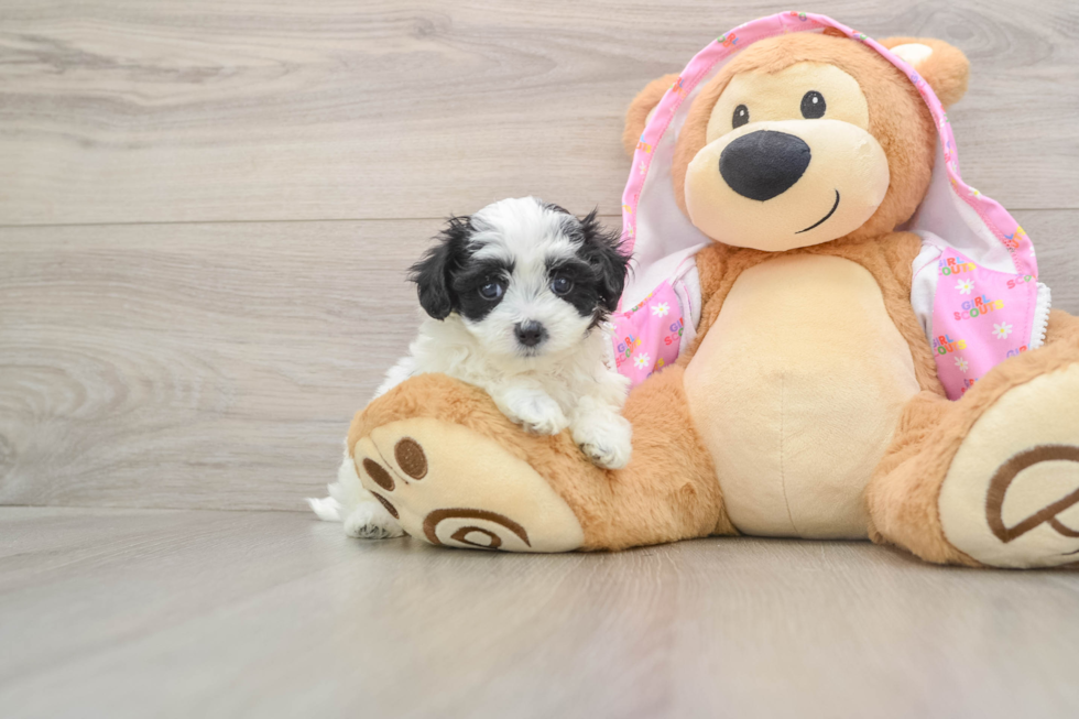 Sweet Maltipoo Baby