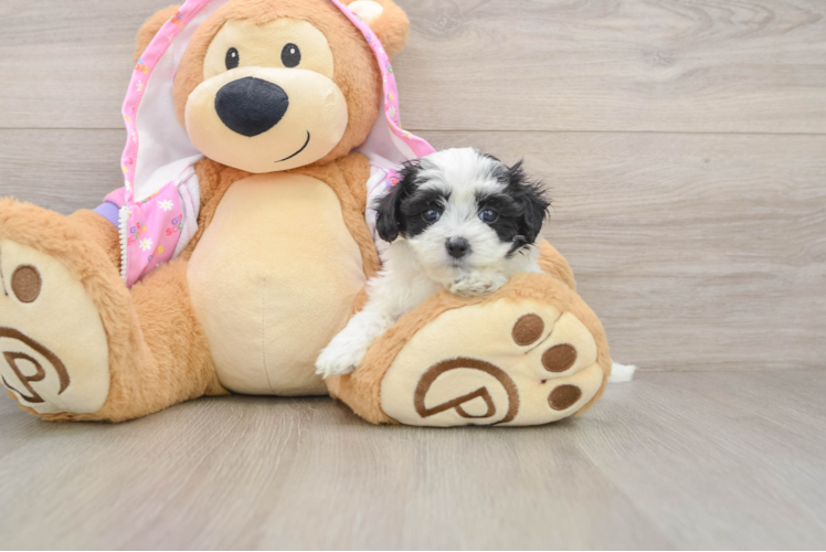 Cute Maltipoo Baby