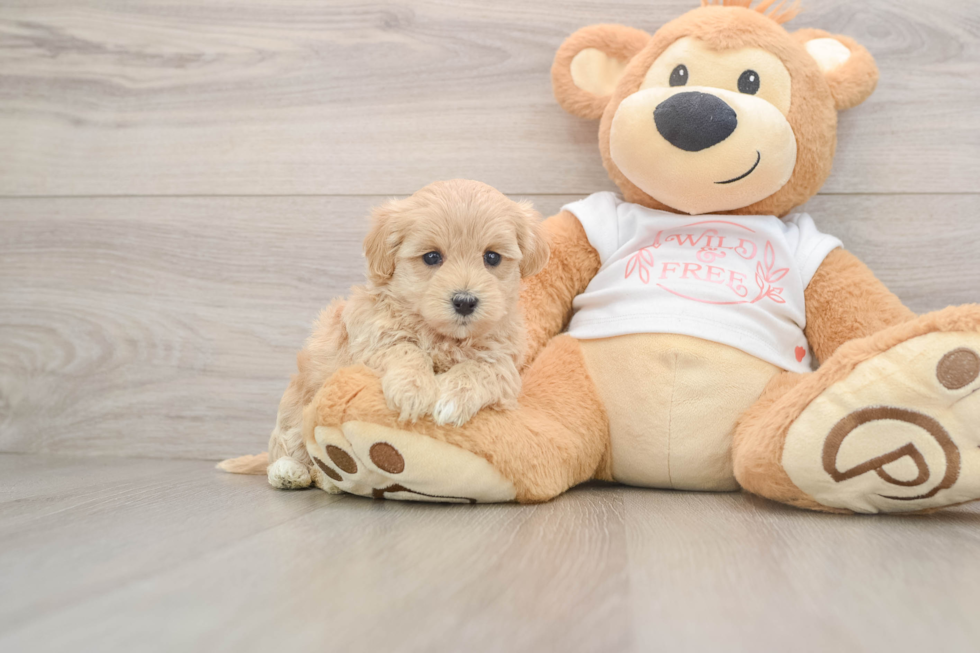 Fluffy Maltipoo Poodle Mix Pup