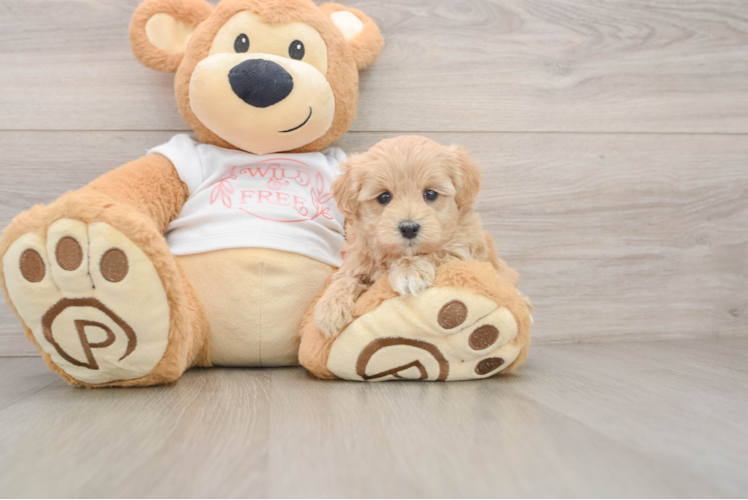Adorable Malt Oodle Poodle Mix Puppy