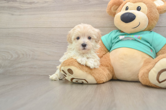 Funny Maltipoo Poodle Mix Pup
