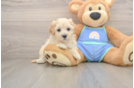 Petite Maltipoo Poodle Mix Pup