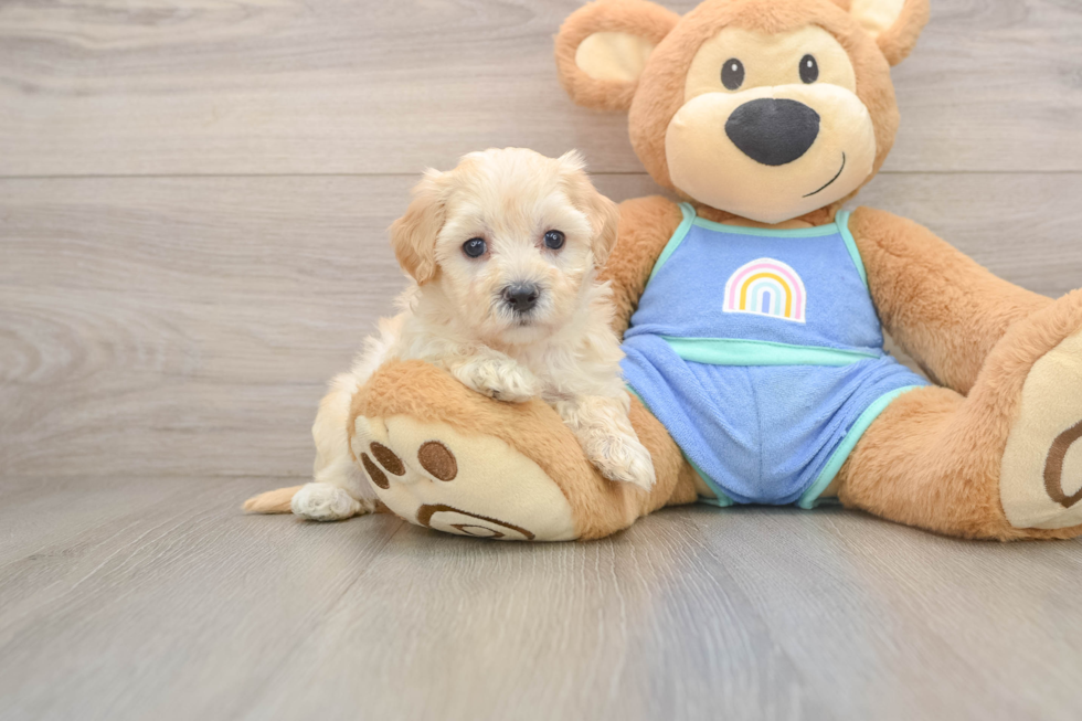 Petite Maltipoo Poodle Mix Pup