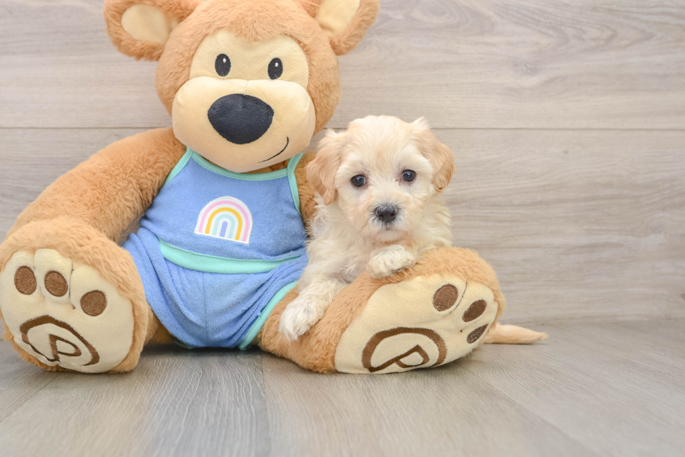 Fluffy Maltipoo Poodle Mix Pup