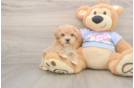 Friendly Maltipoo Baby