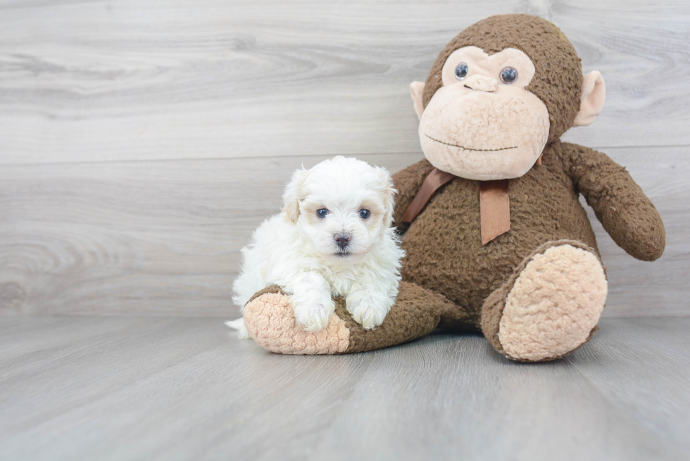 Popular Maltipoo Poodle Mix Pup