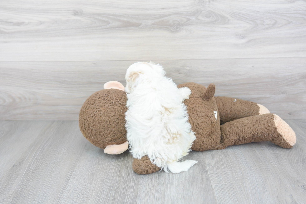 Maltipoo Pup Being Cute