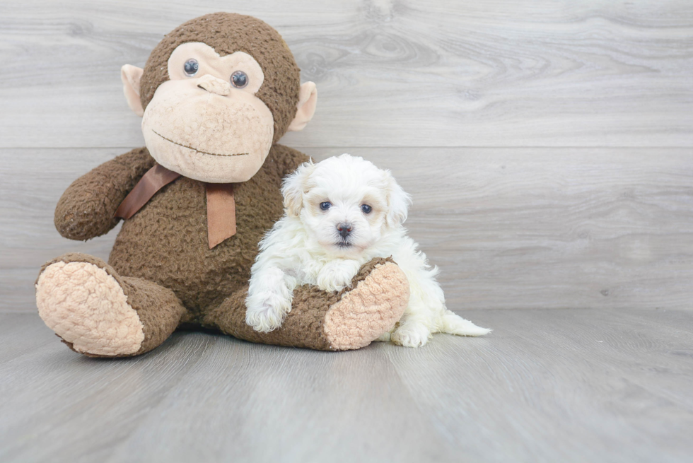 Maltipoo Pup Being Cute