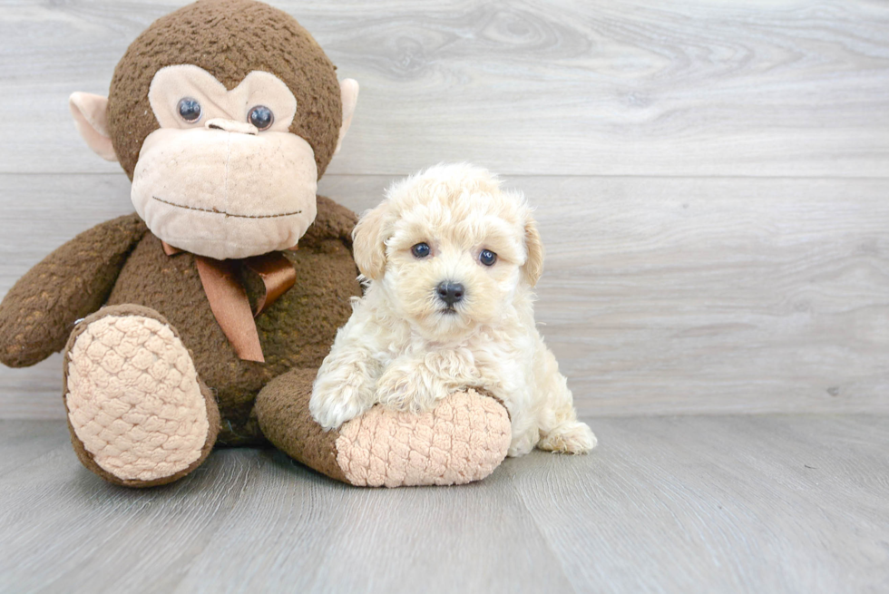 Sweet Maltipoo Baby