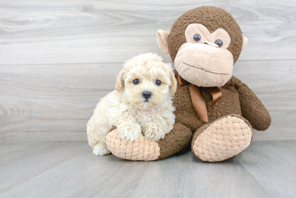 Adorable Maltese Poodle Poodle Mix Puppy