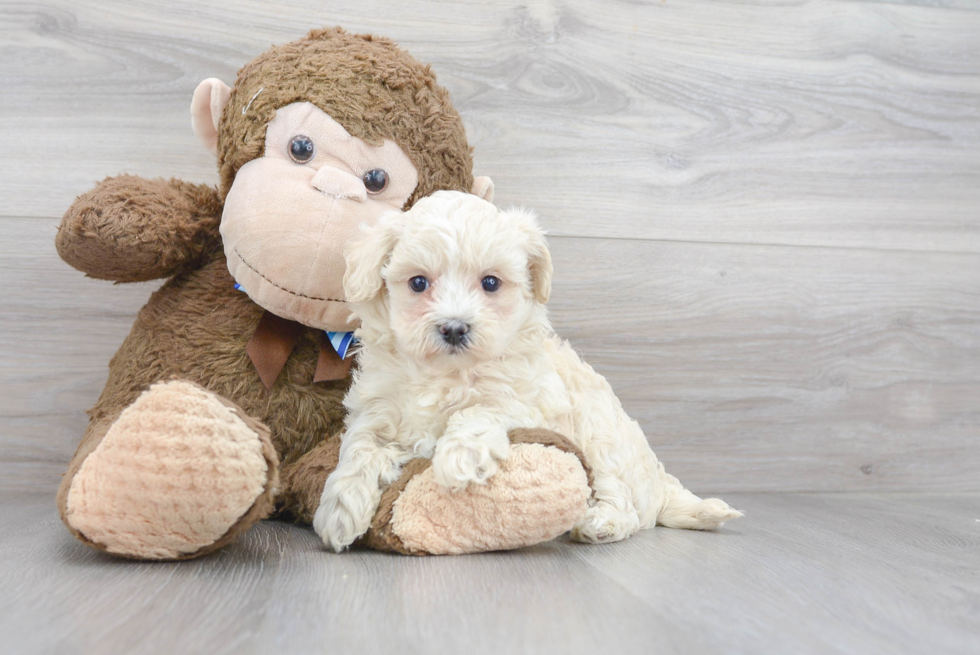 Best Maltipoo Baby