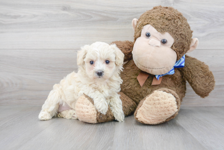 Maltipoo Puppy for Adoption