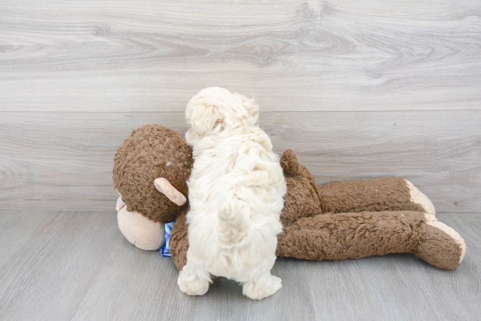 Smart Maltipoo Poodle Mix Pup