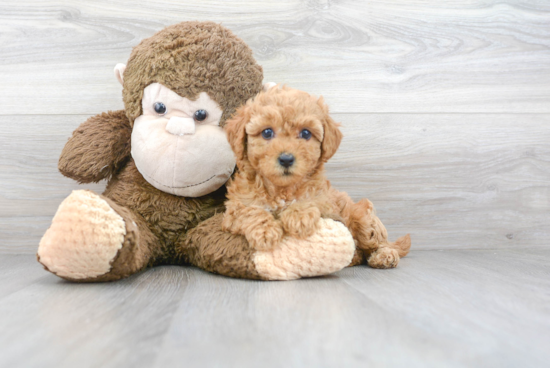 Smart Maltipoo Poodle Mix Pup