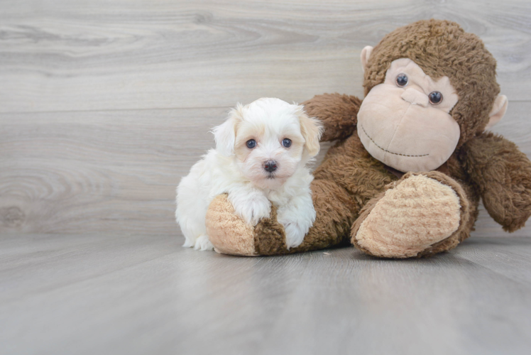 Maltipoo Pup Being Cute