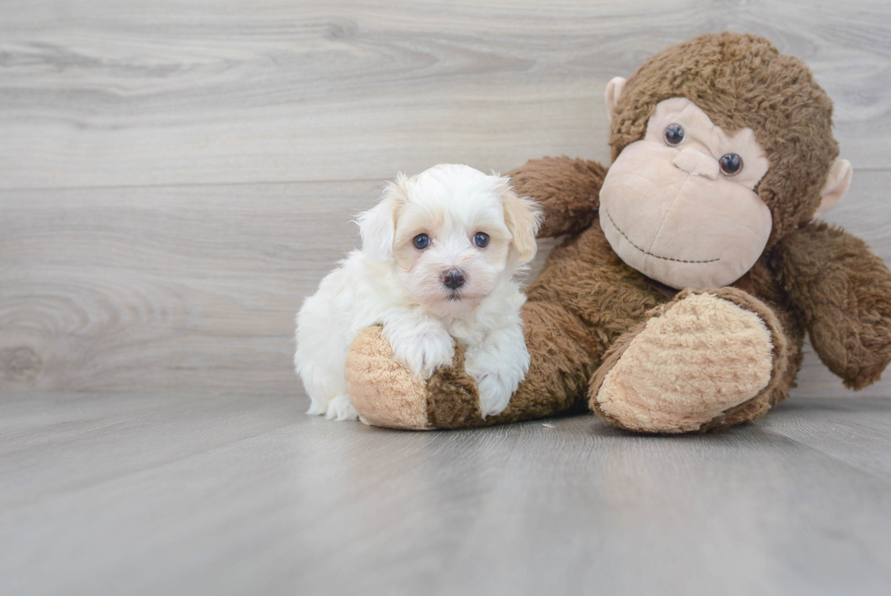 Maltipoo Pup Being Cute