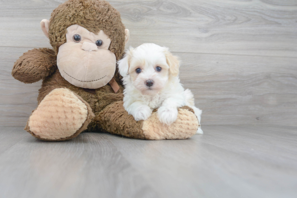 Popular Maltipoo Poodle Mix Pup