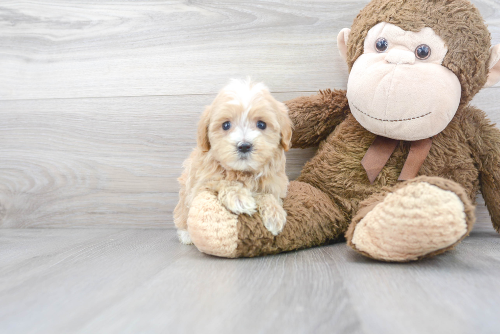 Best Maltipoo Baby