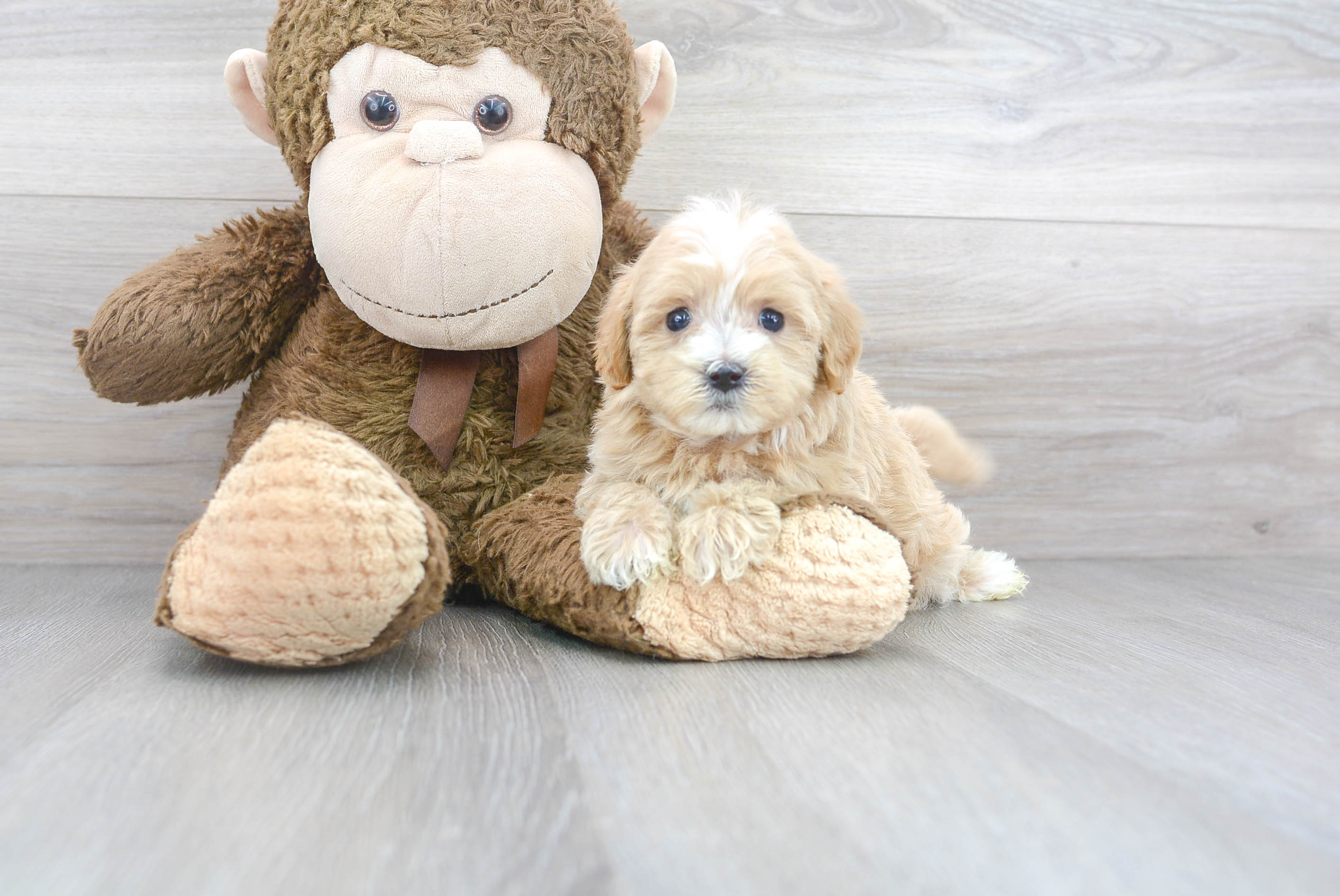 Small Maltipoo Baby